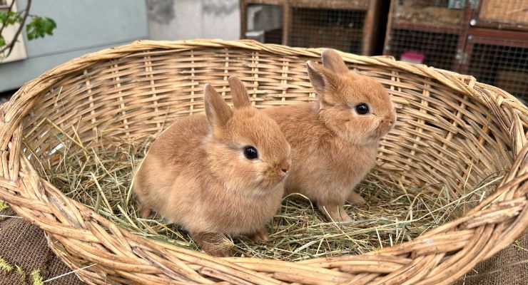 Amasya Büyümeyen Tavşan