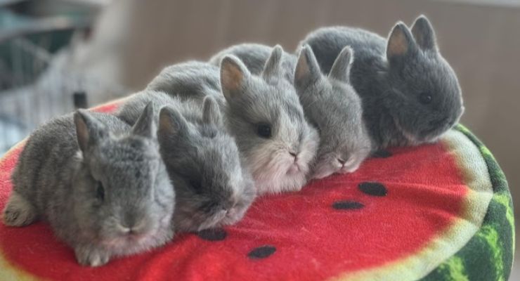 Amasya Evcil Tavşan