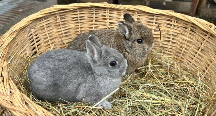 Amasya Yavru Tavşan
