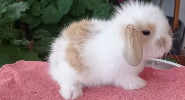 Amasya Hollanda Lop Tavşan